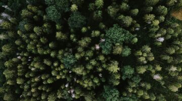 Guia de Utilização do Random Forest no SisDEA | Aplicação a dados do mercado imobiliário Guia de Utilização do Random Forest no SisDEA | Aplicação a dados do mercado imobiliário